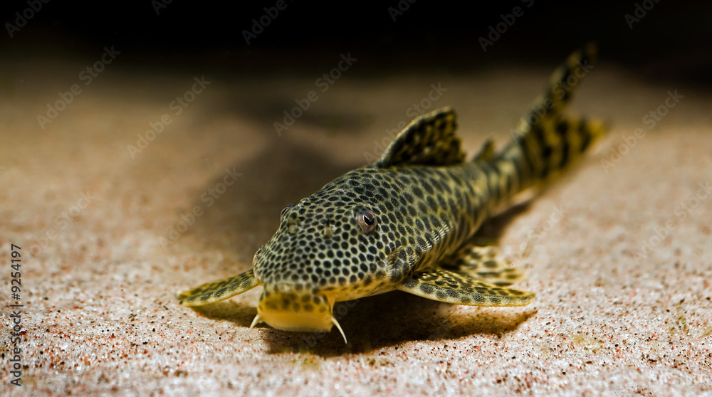 Poster close up of a tropical catfish with leopard pattern