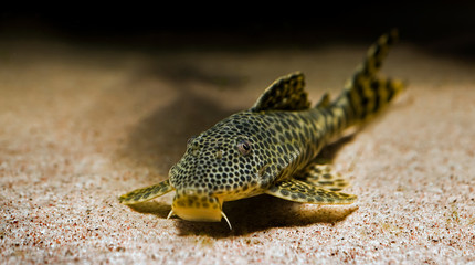 close up of a tropical catfish with leopard pattern - 9254197