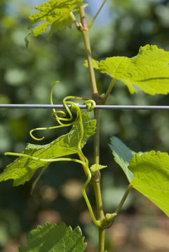 Green grape leaves and tendrils in summer.