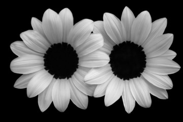 Two white flowers isolated