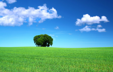 green grass field and a bunch of trees, cumulus clouds above