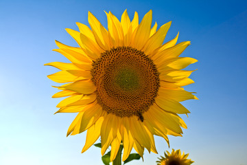 yellow sunflower on sky background