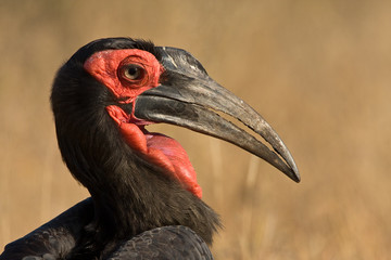 Ground Hornbill closeup portrait