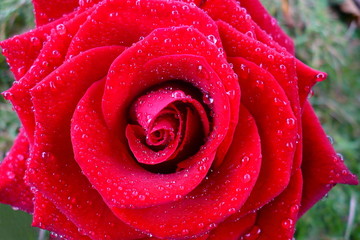 red rose