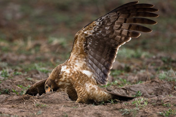 African Harrier Hawk catching crabs by digging in the riverbed