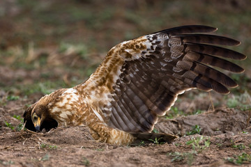 African Harrier Hawk catching crabs by digging in the riverbed