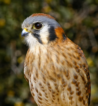 American Kestral
