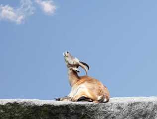 Steinbock