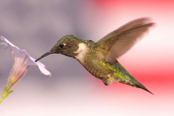 Fototapeta na wymiar Hummingbird z flag