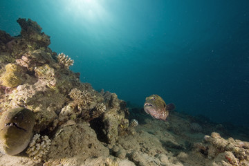 Fototapeta na wymiar coralgrouper