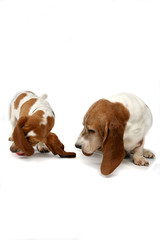 two basset hound dogs looking at or sniffing at something