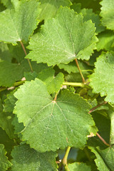 Grape Leaves in the Vineyard (Gewurtztraminer)