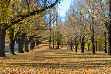 all the colors of the leaves in autumn in the park