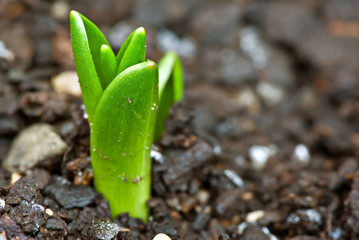 nice concept image of small plant sprout