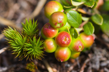 Cowberry bush close up during ripening in summer