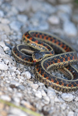 A colorful garter snake found in parts of western Missouri.