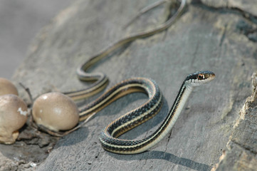 A western ribbon snake on the crawl around some fungus.