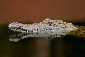 Nile crocodile (Crocodylus niloticus), South Africa.