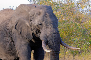 African bull elephant, Kruger National Park, South Africa