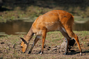 Bushbuck (Tragelaphus scriptus), Kruger Nat. Park, South Africa