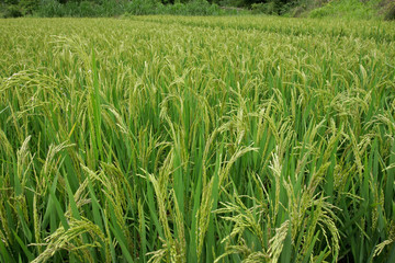 Rice field with mature rice plants, China