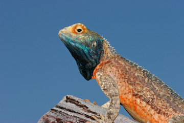 Ground agama (Agama aculeata), Kalahari desert, South Africa