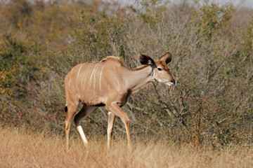 Kudu antelope, Kruger National Park, South Africa