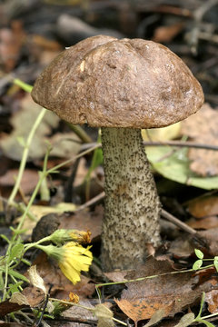 forest mushroom (Boletus scaber)
