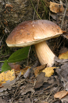 big and very tasty forest mushroom (Boletus edulis)