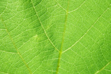 green leaf texture