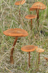 group of toadstools (Galerina tibiicystis)