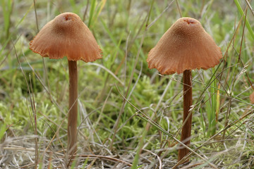 two beautiful toadstools (Galerina tibiicystis)