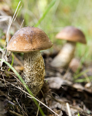 edible wild mushrooms in the grass (Boletus scaber)