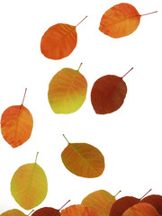 Obraz premium autumn leaves