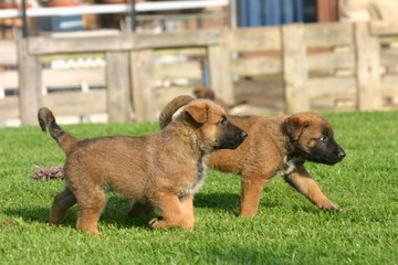 berger belge malinois chiots qui marchent ensemble