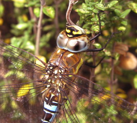 dragonfly