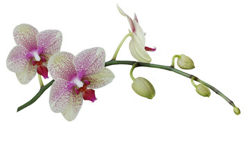 Orchideé
