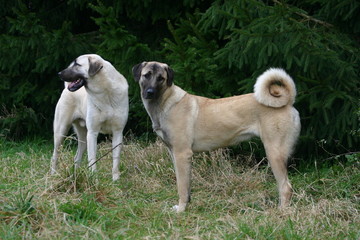 berger d'anatolie sentinelle en duo