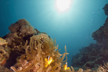 Red sea anemonefish (Amphipiron bicinctus) and bubble anemone