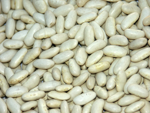 haricots