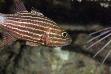 Obraz premium tiger cardinalfish (cheilodipterus macrodon)