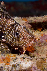 common lionfish (pterois miles)