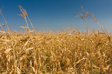 Ripe corn field in the countryside.