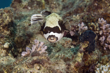 masked puffer (arothron diadematus)