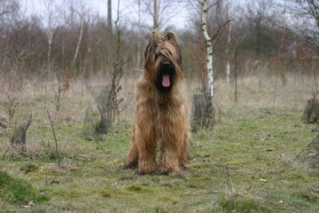 berger de brie (briard) coiffé sur le côté