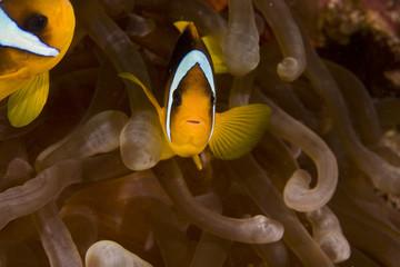 Red sea anemonefish (Amphipiron bicinctus) and bubble anemone