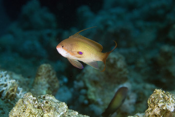 lyretail anthias (pseudanthias squamipinnis)