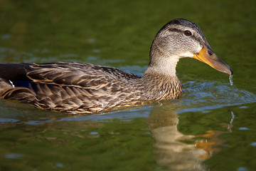Fototapeta premium Duck