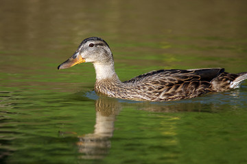 Female Duck