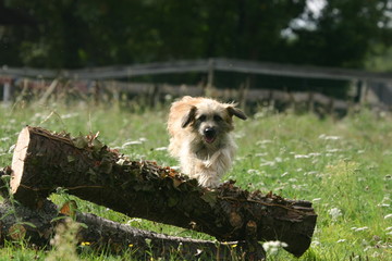 berger des pyrénées agility au naturel
